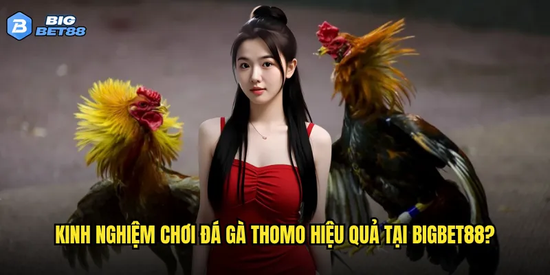 Kinh nghiệm chơi đá gà Thomo hiệu quả tại Bigbet88?