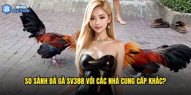 So sánh đá gà SV388 với các nhà cung cấp khác?