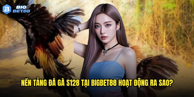 Đá gà S128 trên Bigbet88 có phải là sự lựa chọn tối ưu cho các cao thủ? 2 Nền tảng đá gà S128 tại Bigbet88 hoạt động ra sao?